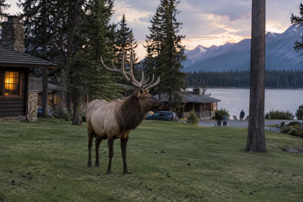 An elk standing in a meadow at the forest edge with mountains behind it in soft light