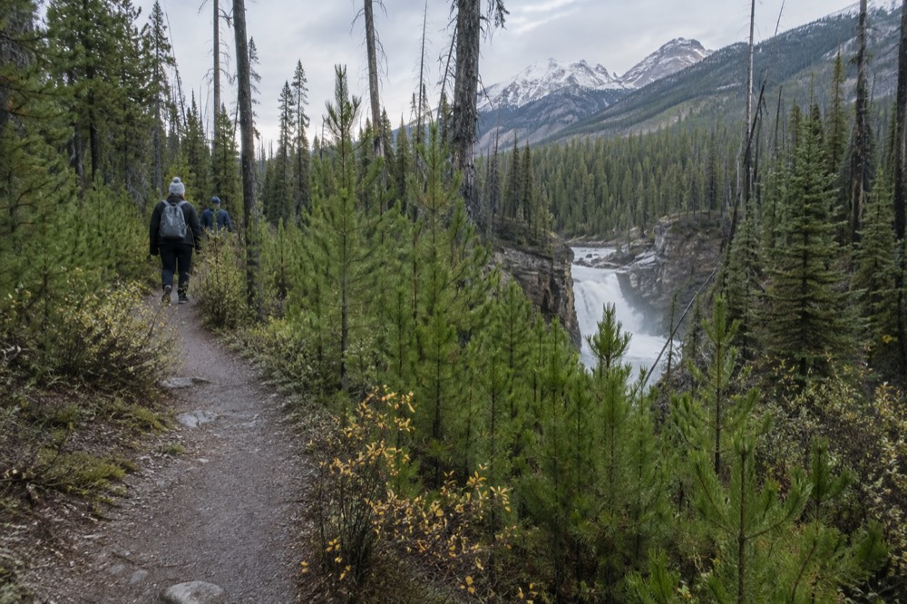 A regenerating forest of young pine trees along a valley in Jasper National Park