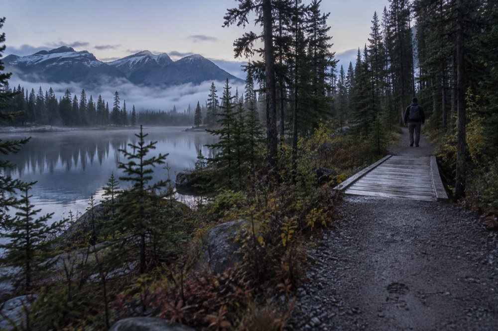 A quiet forest trail at dawn with mist between the trees in Jasper National Park