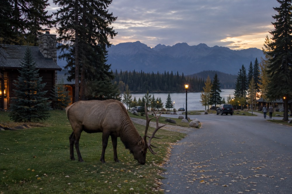 An elk standing in a meadow beside a quiet road at dusk