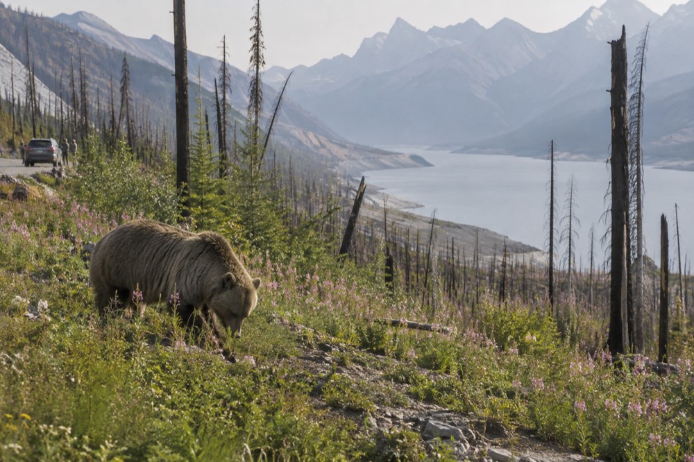 A grizzly bear grazing in a wildflower meadow below mountain peaks in Jasper National Park