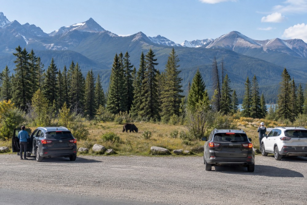 A roadside pullout with vehicles parked at a distance from a bear grazing in a meadow