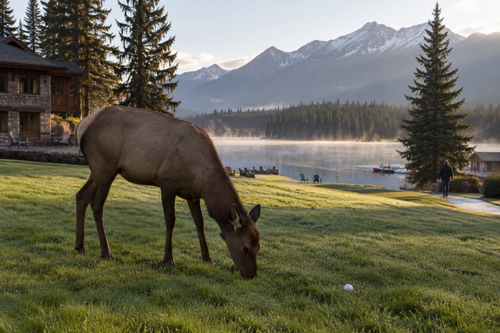 An elk standing in a meadow at the edge of a pine forest in early morning light
