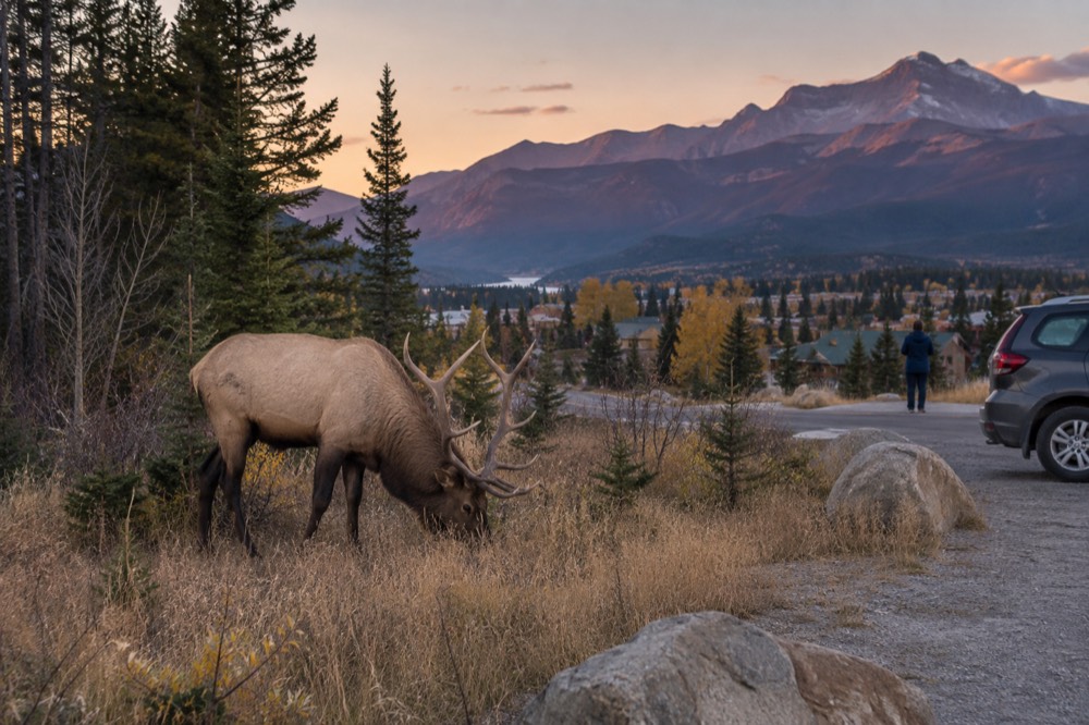 Elk grazing in a meadow near the Jasper townsite at dusk