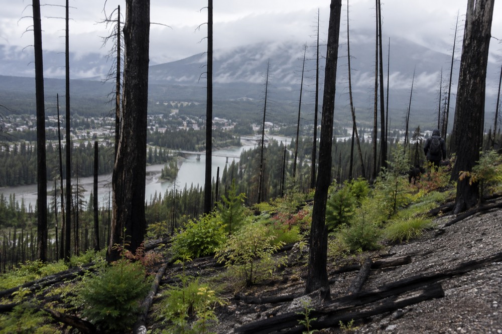 Charred tree trunks on a steep forested slope above a river valley