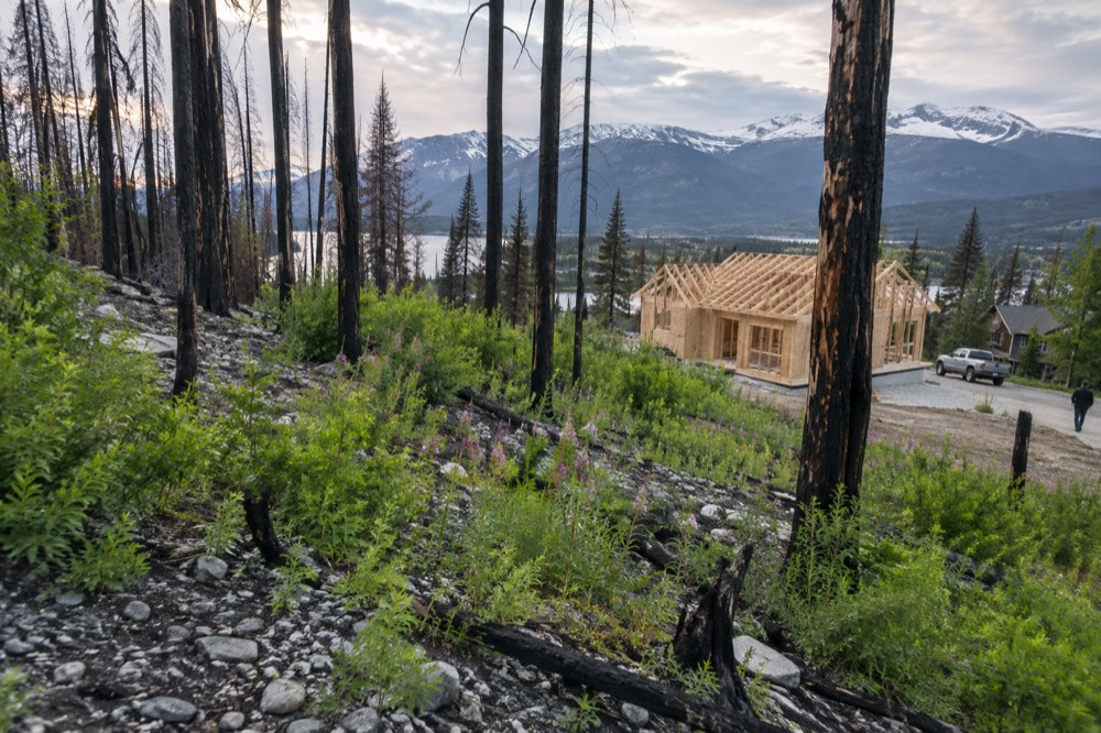 Regenerating forest with young green growth beneath standing burned tree trunks on a mountain slope