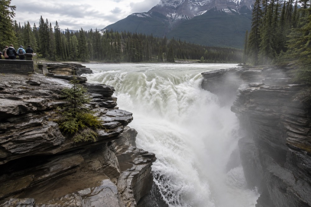 Athabasca Falls pouring through its quartzite gorge beside the Icefields Parkway