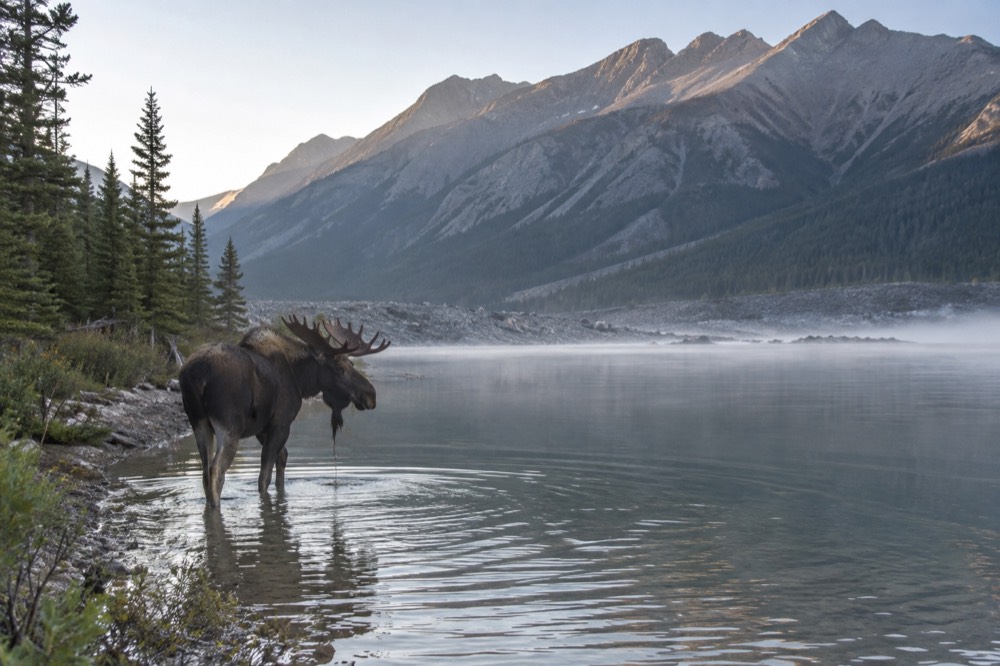 A moose standing in shallow water at the forested edge of a lake at dawn