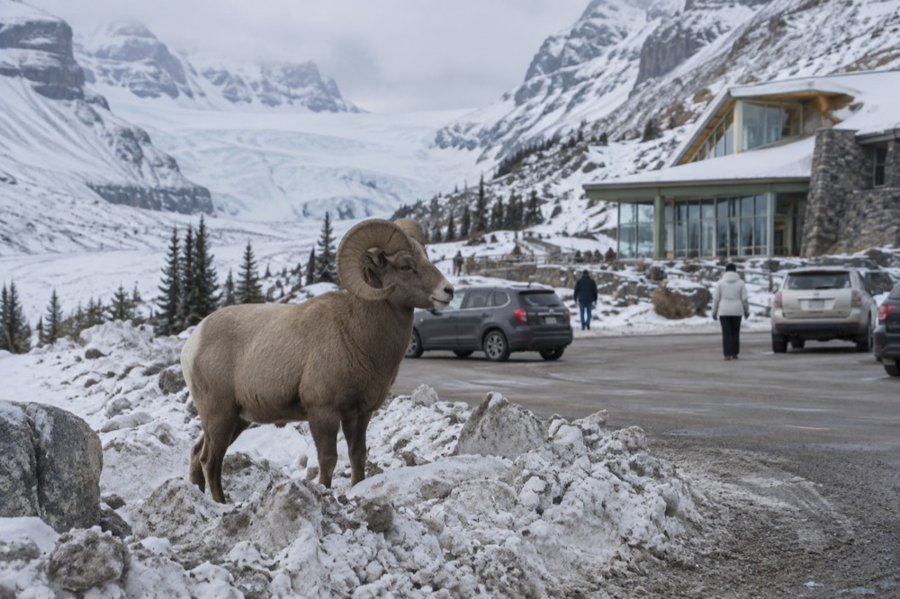Bighorn sheep standing beside a snow-covered mountain highway in winter