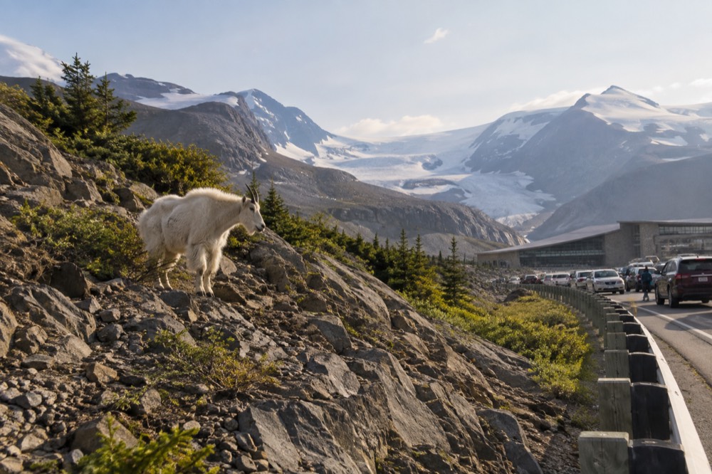 A mountain goat standing on a rocky slope beside an alpine highway