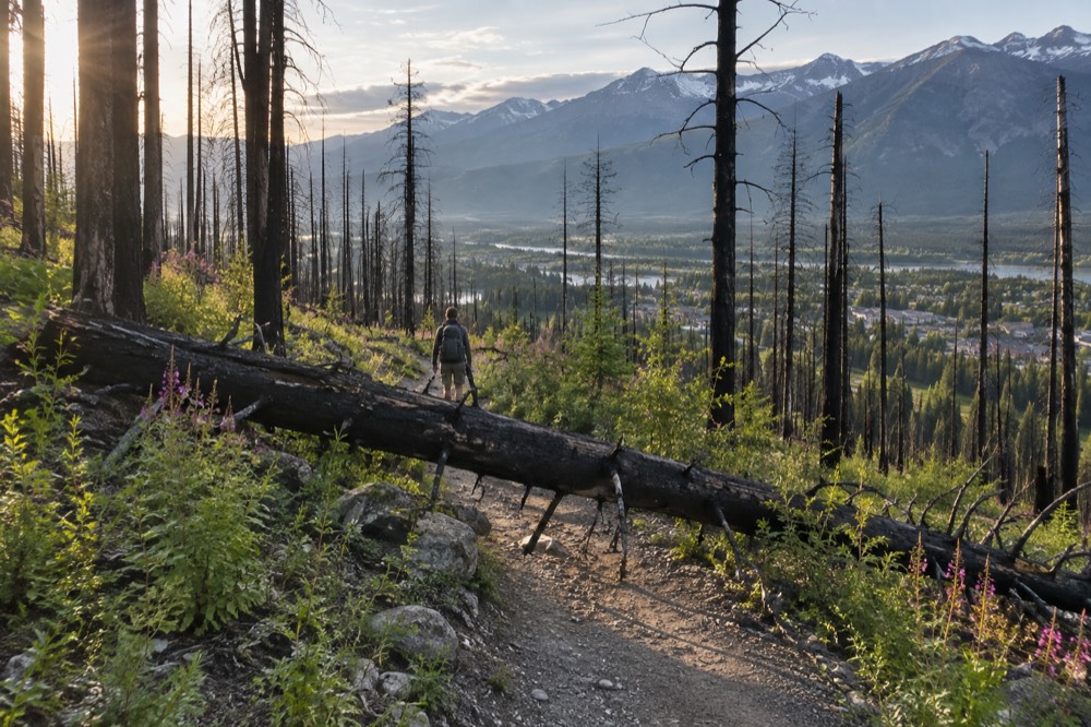 A mountain valley with regenerating green ground cover beneath standing burned tree trunks