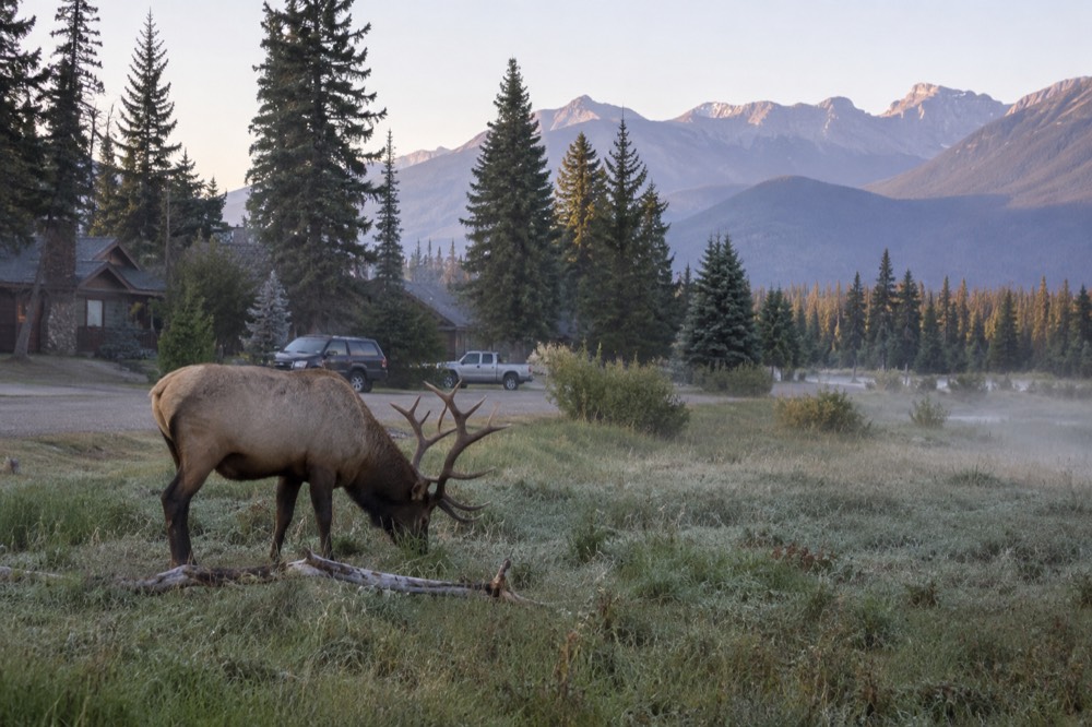 Elk grazing in a meadow beside a forest road at dawn