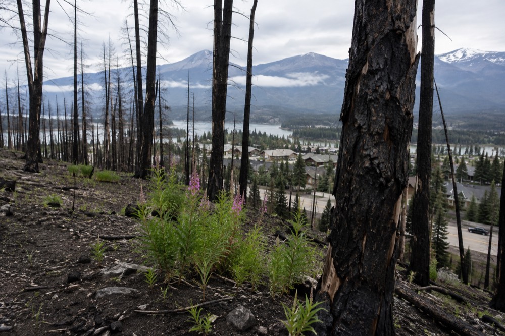 Regenerating green shoots growing among blackened tree trunks on a mountain slope