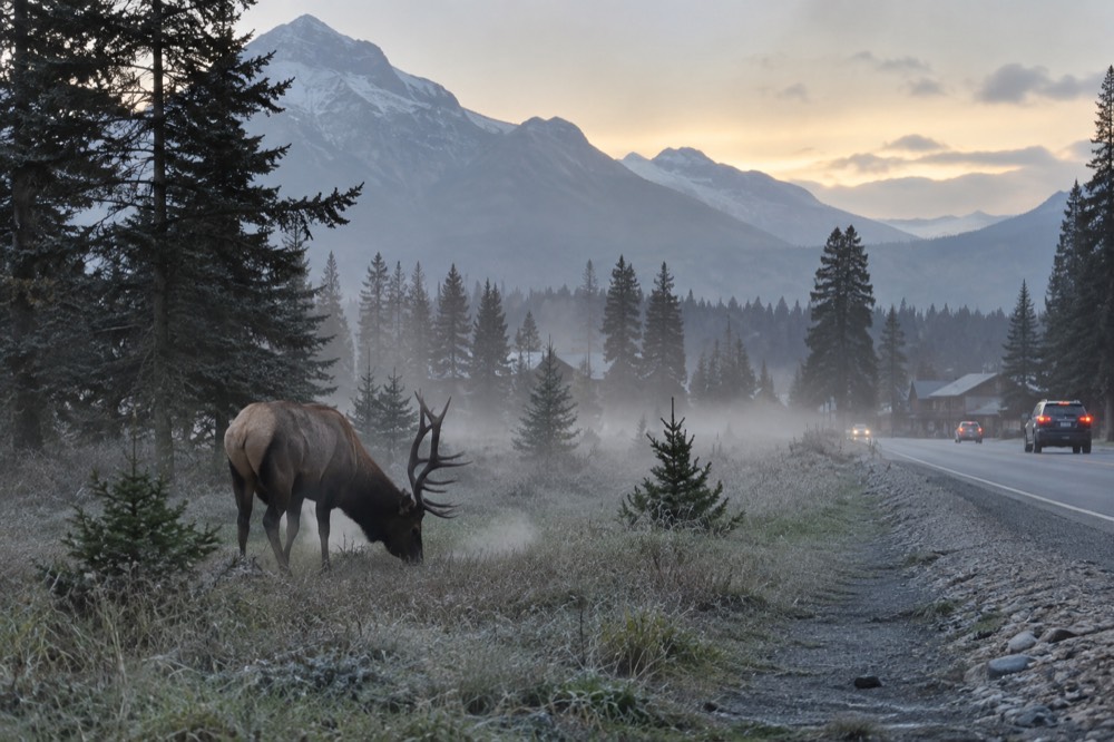 An elk standing in a meadow beside a forest road in early morning light