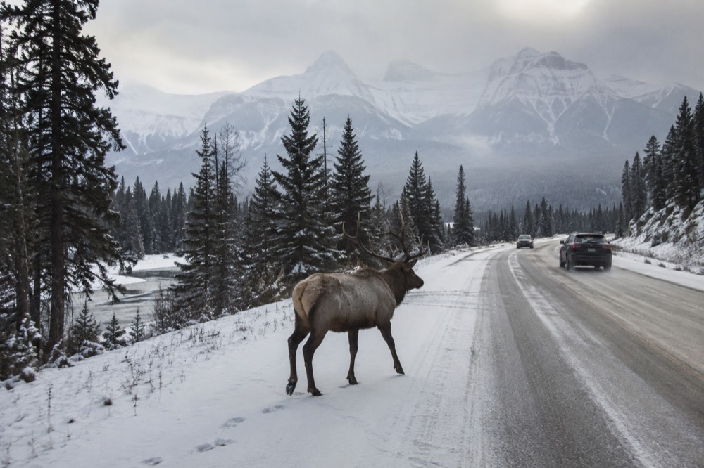 A snow-dusted highway cutting through dense pine forest with tall mountains faint in winter haze