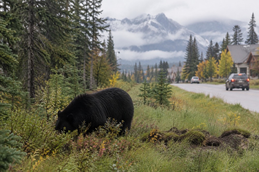 A black bear foraging in a meadow at the edge of a forest