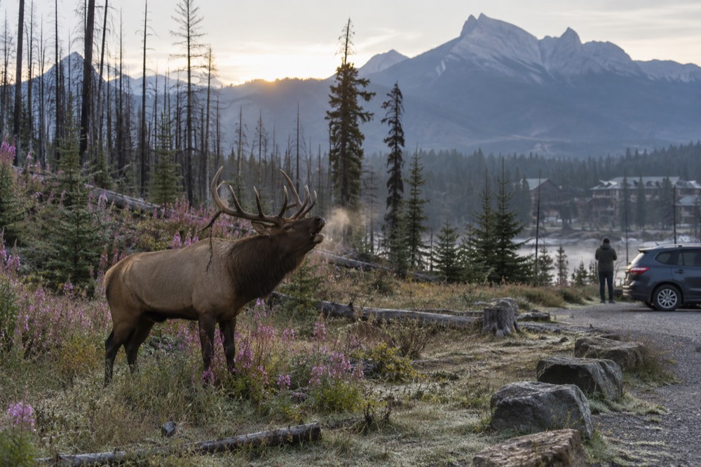 An elk bugling in a misty meadow at sunrise