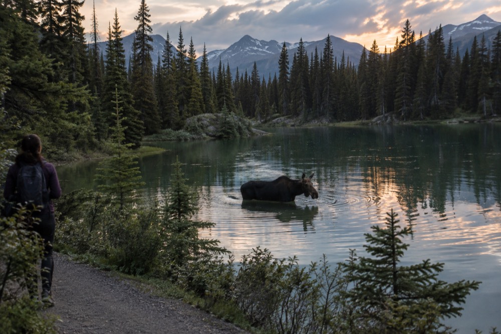 A moose wading in a still lake surrounded by forest at dusk