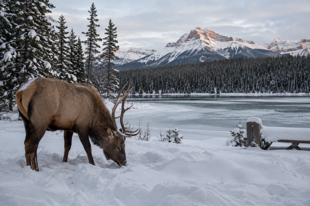 Elk standing in deep snow beside a frozen river in a mountain valley