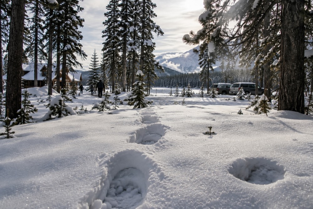 A line of snowshoe tracks leading through a snowy forest clearing
