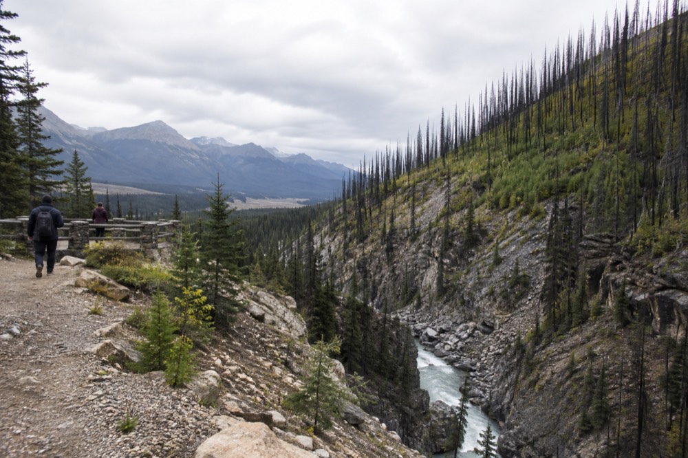 A steep forested slope above a river gorge with standing dead trees