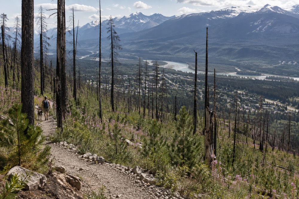 A regenerating forest hillside with young green growth among burned tree trunks
