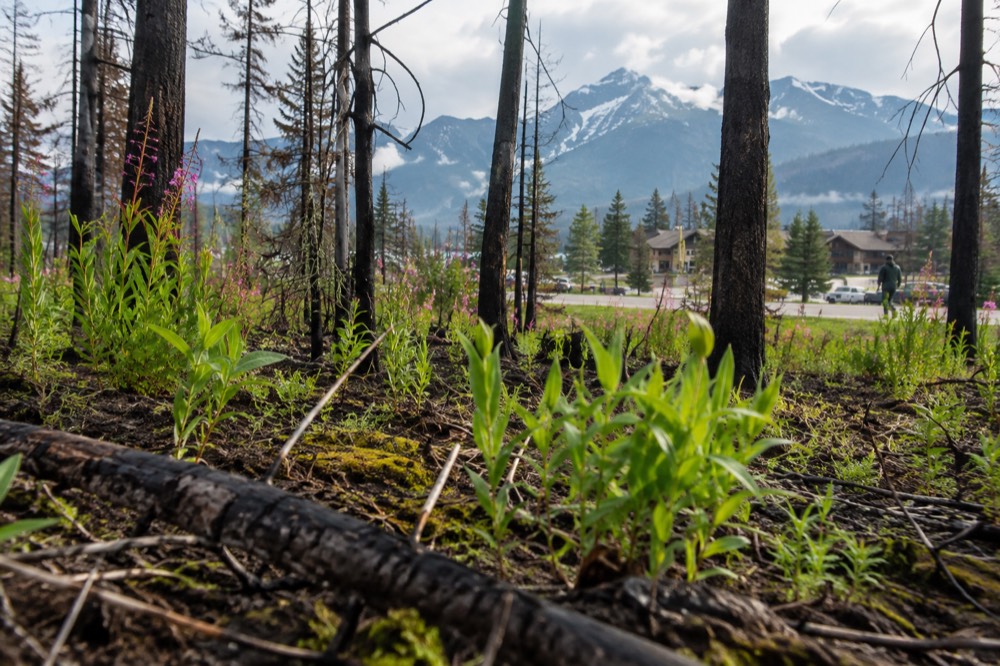 Regenerating forest floor with young green shoots among blackened tree trunks