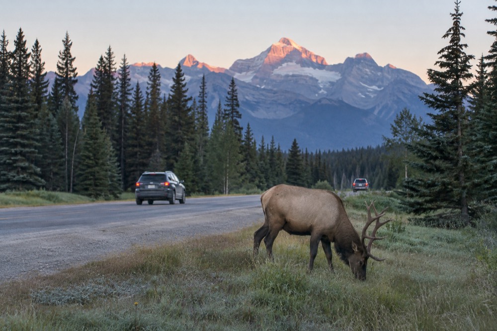 Elk standing in a meadow beside a forest road with mountains in the background
