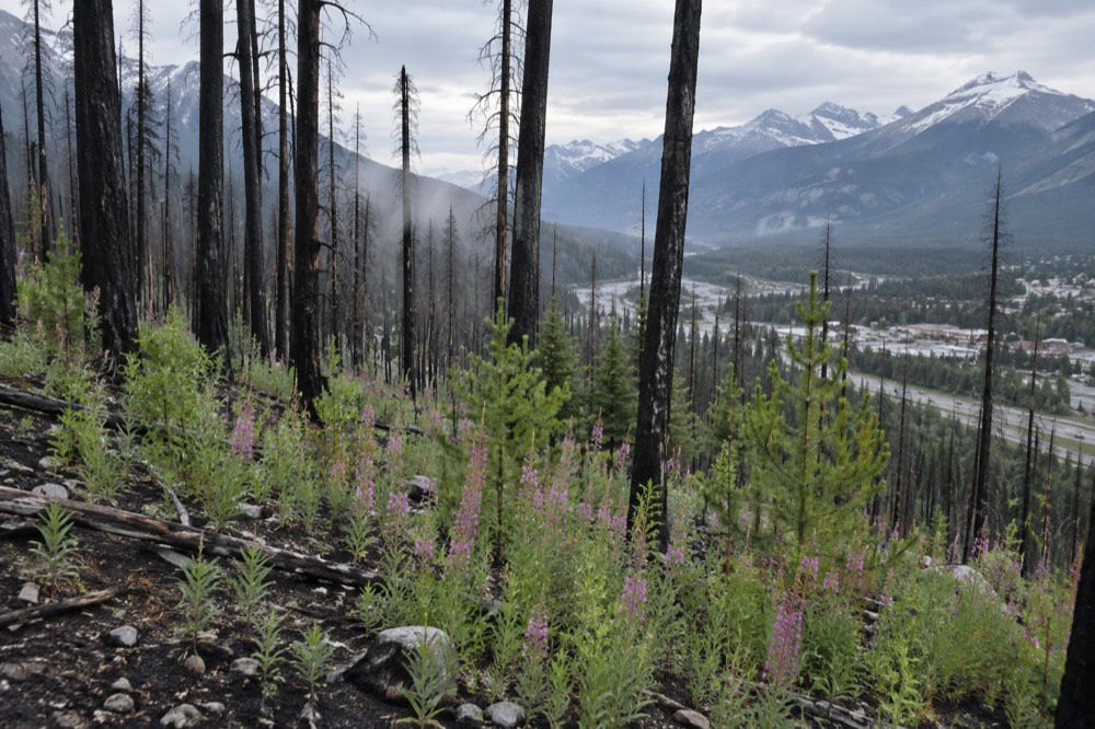 Green shoots and young regrowth covering a burned forest hillside with standing blackened tree trunks