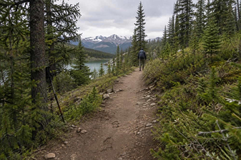 A wide dirt path rising gently through regenerating pine forest with young green undergrowth