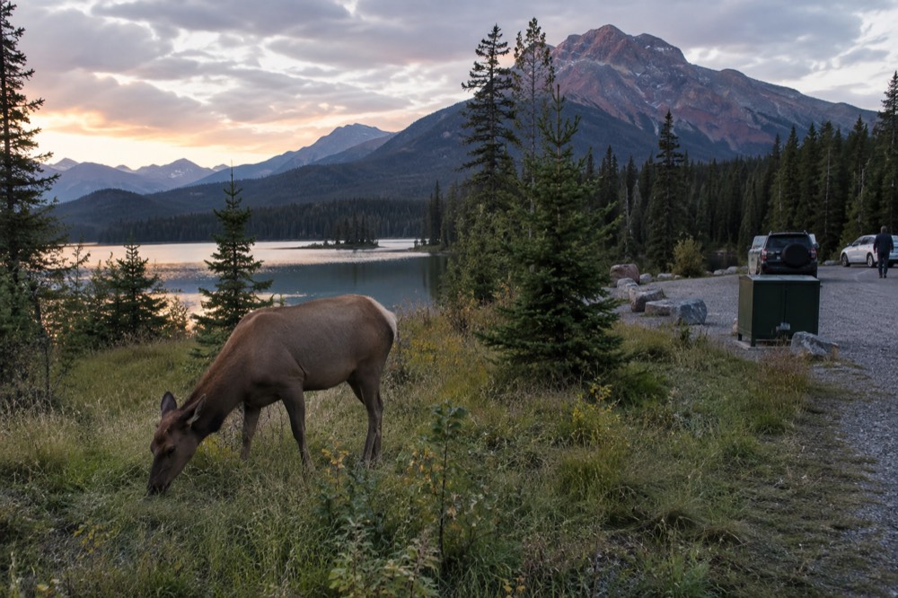 An elk standing in a meadow beside a road in Jasper National Park at dusk